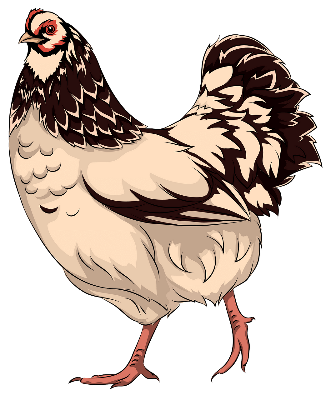 Hen clipart. Free download..