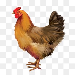 PNG HD Chicken Transparent HD Chicken.PNG Images..