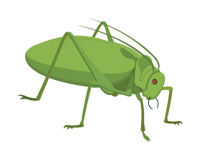 Free Insect Clipart.