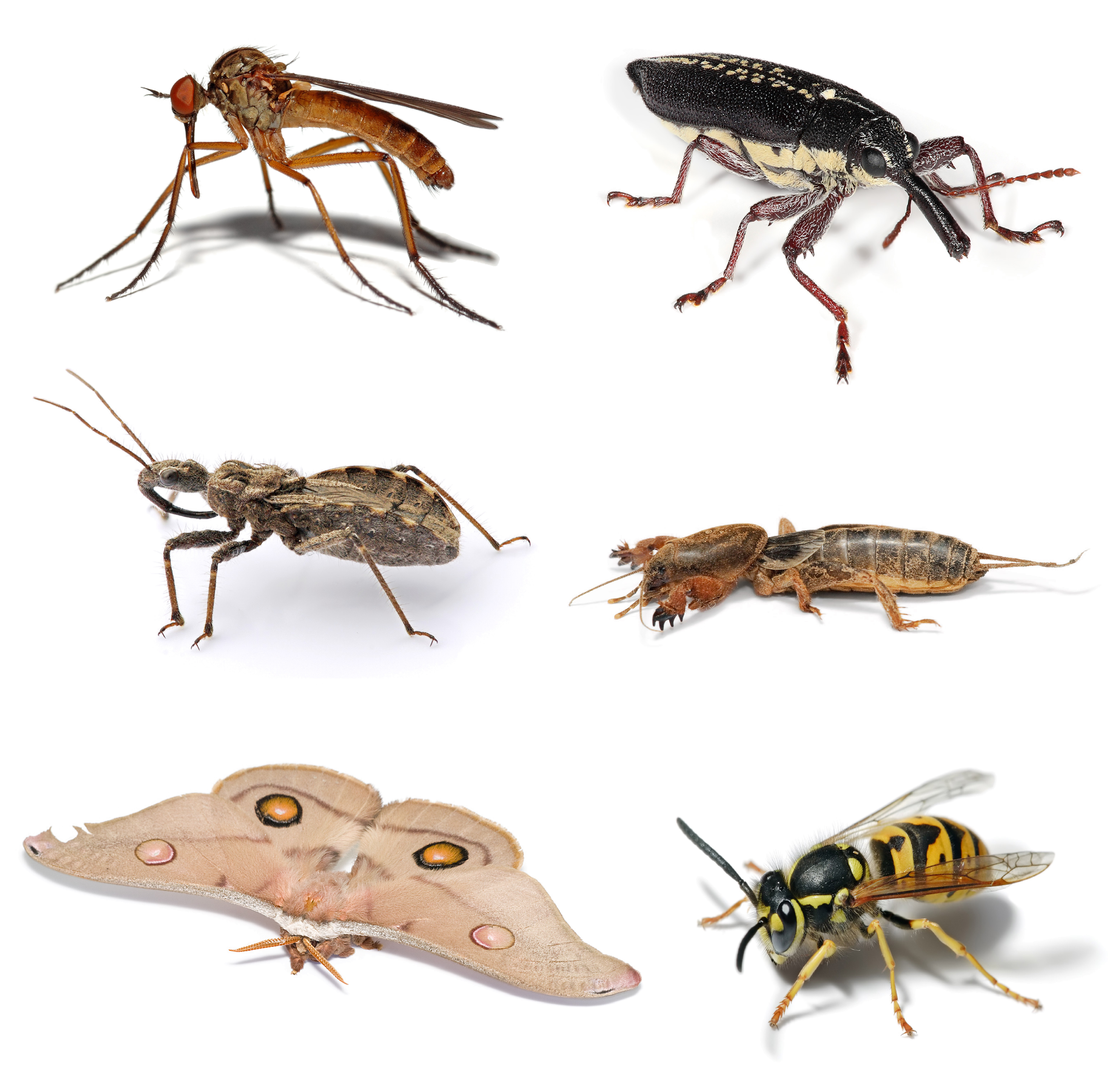 File:Insect collage.png.