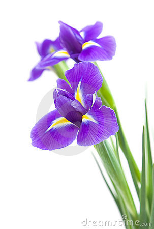 Dark Purple Iris Flower Stock Photos.