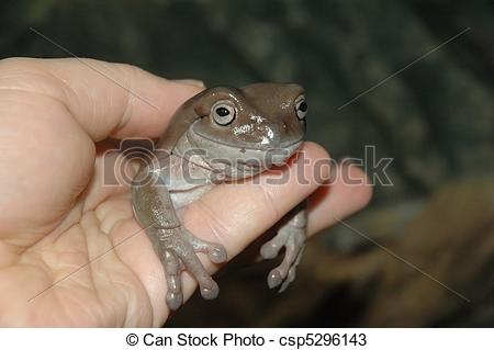 Stock Photos of White Tree Frog (Litoria caerulea.