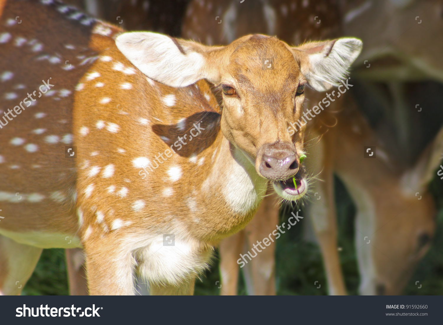 Funny Deer Taken In Zoo, Jaipur, Rajastan, India Stock Photo.