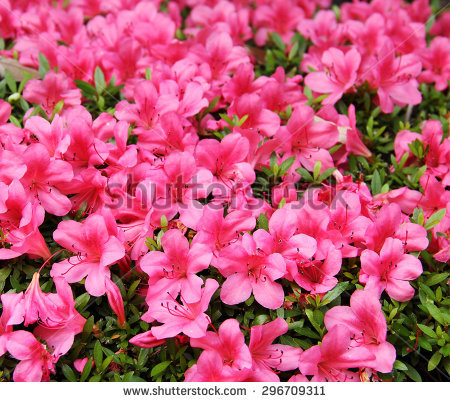 Azalea Stock Photos, Royalty.