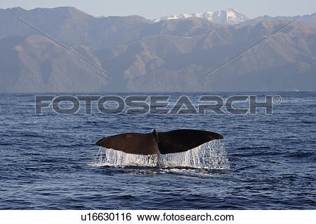 Stock Images of Sperm whale (Physeter macrocephalus) diving.