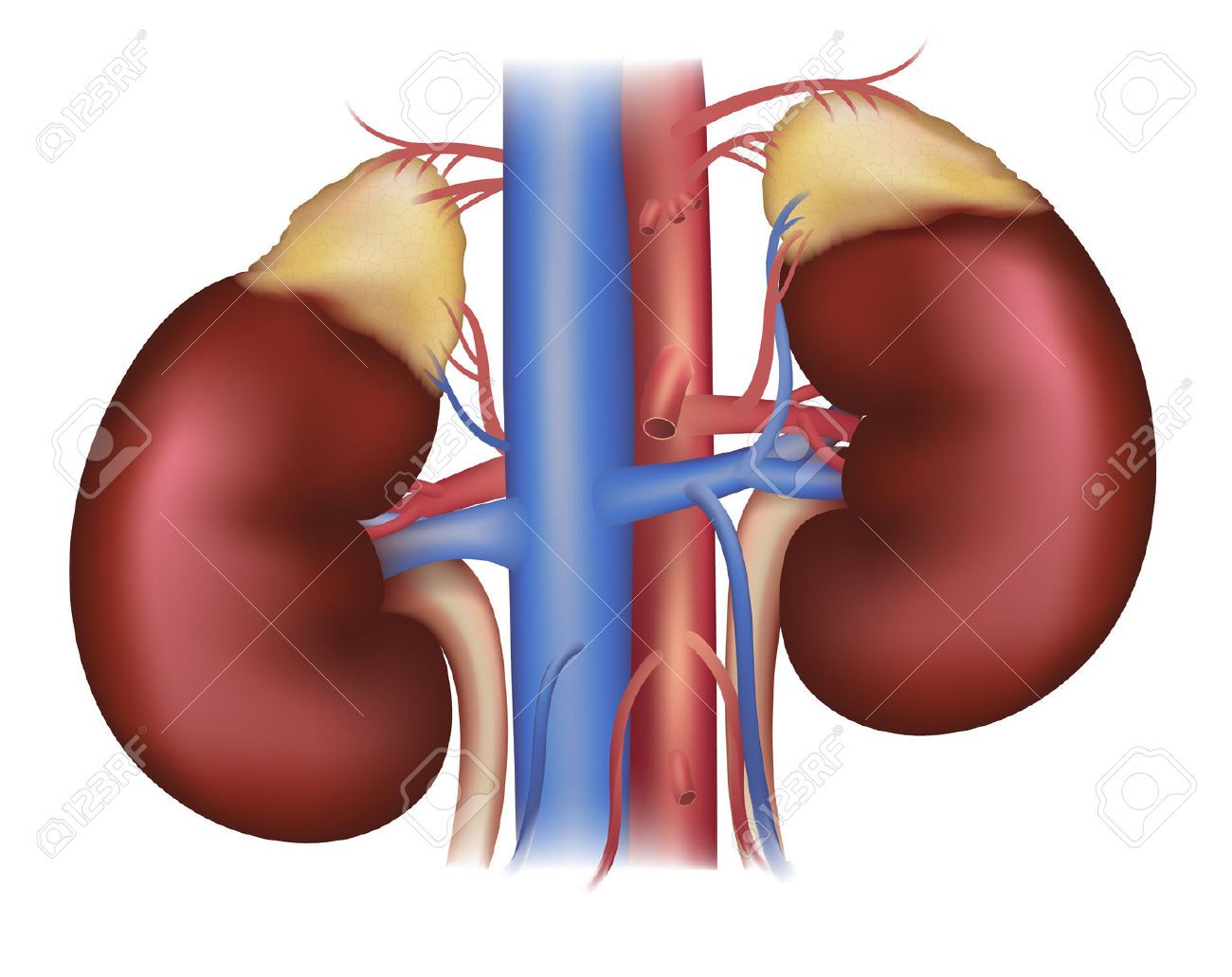 1,833 Kidneys Cliparts, Stock Vector And Royalty Free.