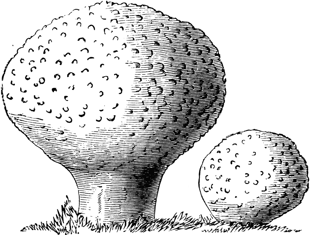 Lycoperdon Gemmatum.