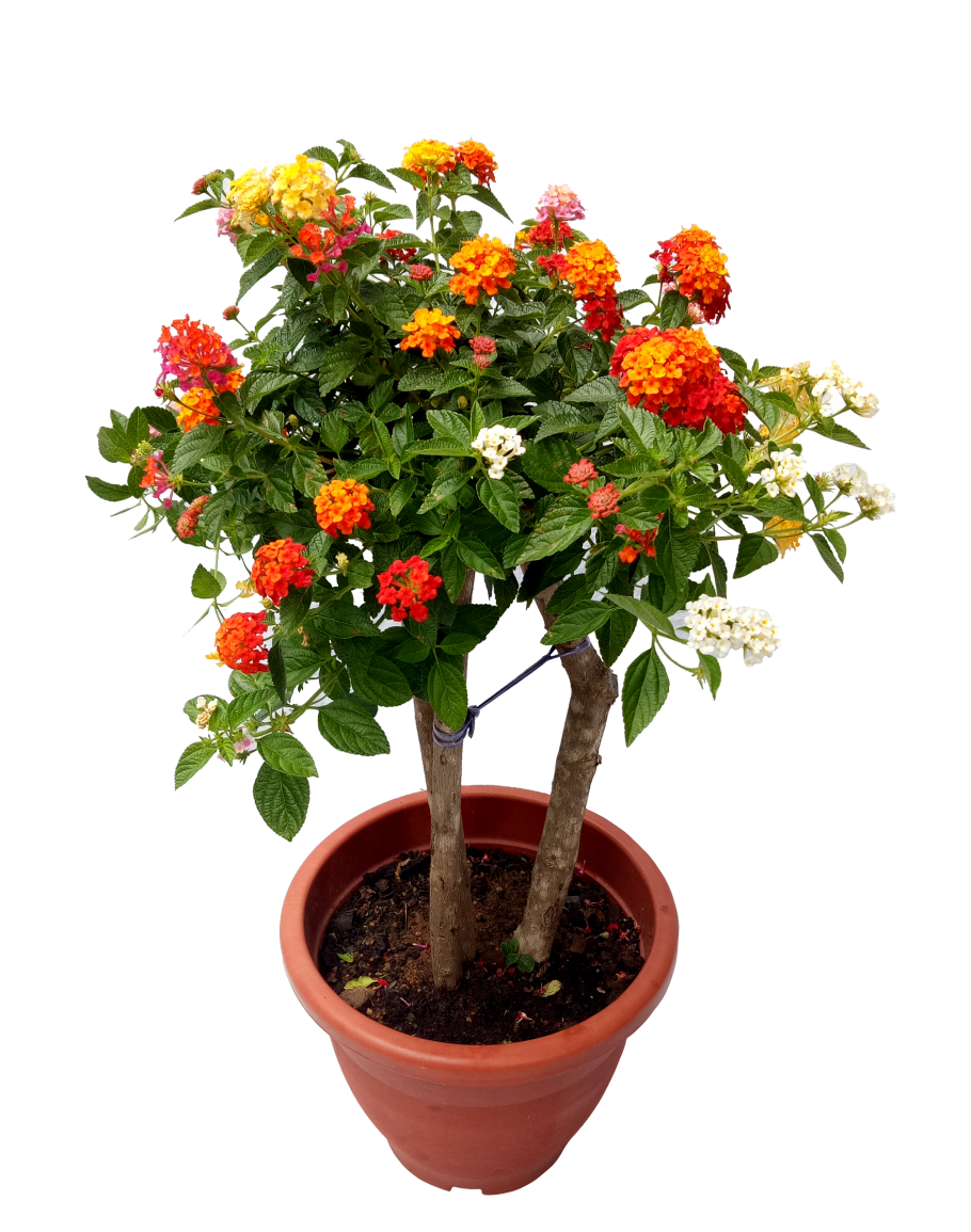 Lantana PNG Images.