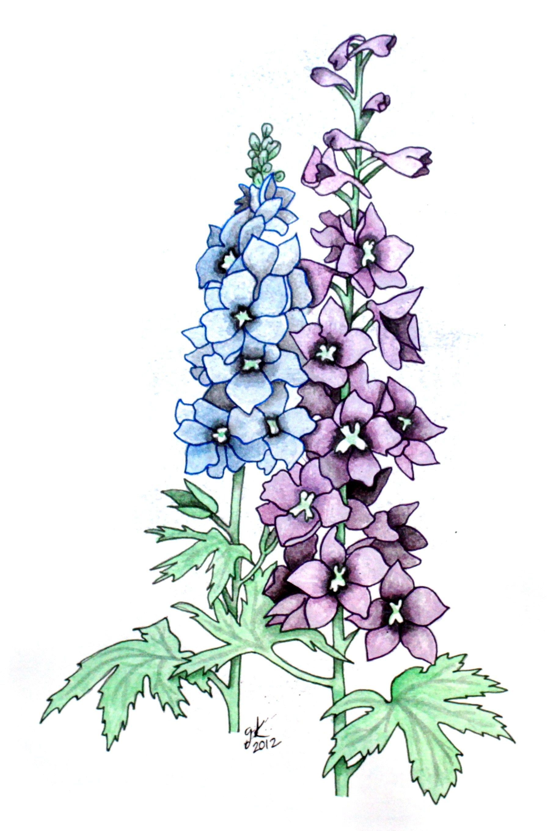 Larkspur Flower Drawing at PaintingValley.com.