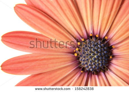 Isolated Orange Gerbera Daisy Stock Photo 112891570.