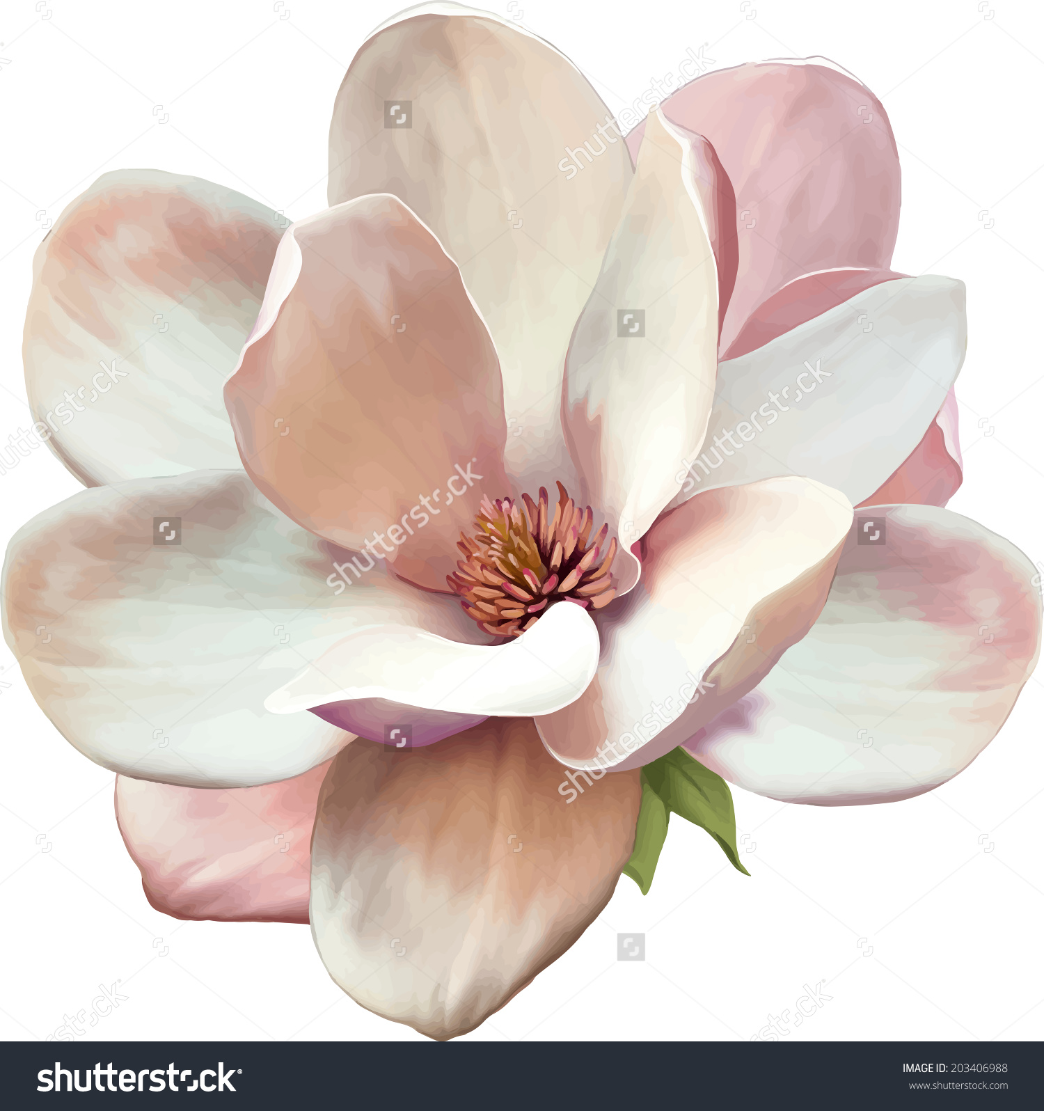 Vector Illustration Magnolia Flower Isolated On Stock Vector.