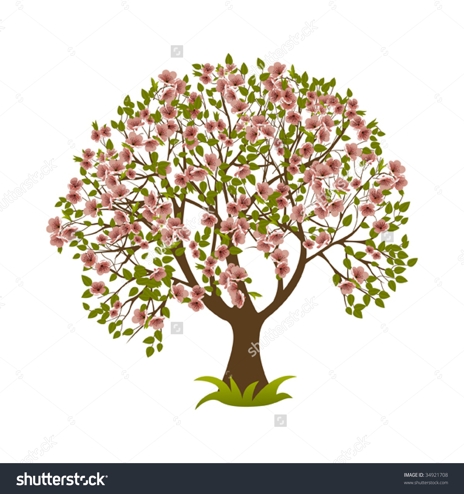 Similiar Magnolia Tree Vector Keywords.