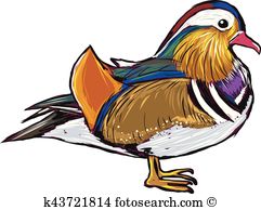 Mandarin duck Clip Art and Illustration. 45 mandarin duck clipart.