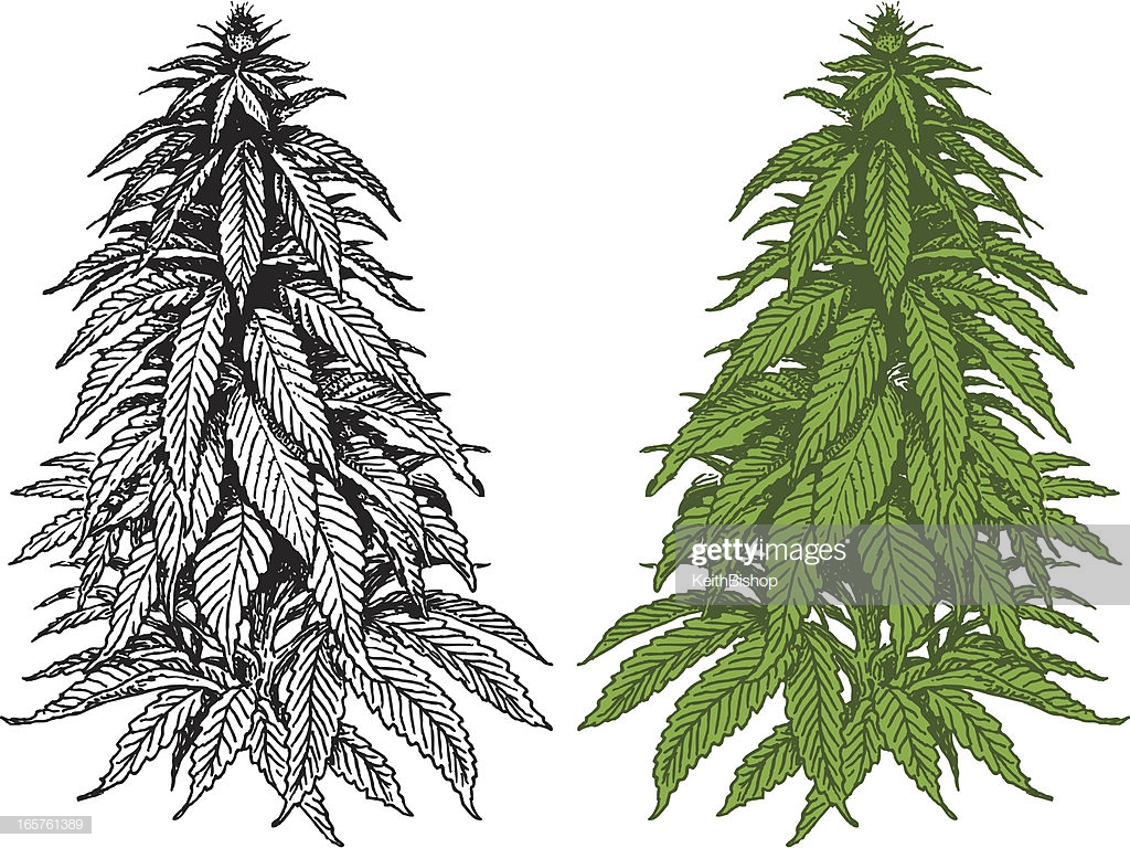 60 Top Cannabis Plant Stock Illustrations, Clip art.