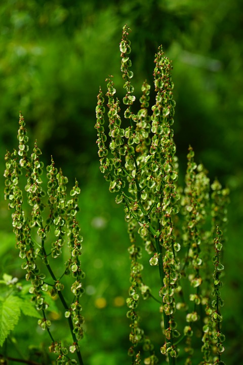 Free photo Rumex Acetosa Meadows Sauerampfer Inflorescence.