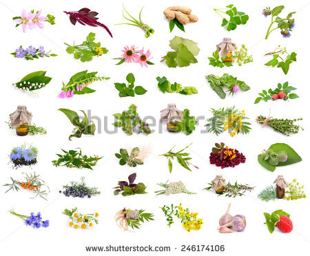 Sorrel Plant Stock Images, Royalty.