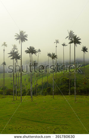 Wax Palm Trees Stock Photos, Royalty.