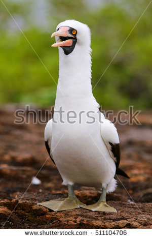 Nazca Booby Stock Photos, Royalty.