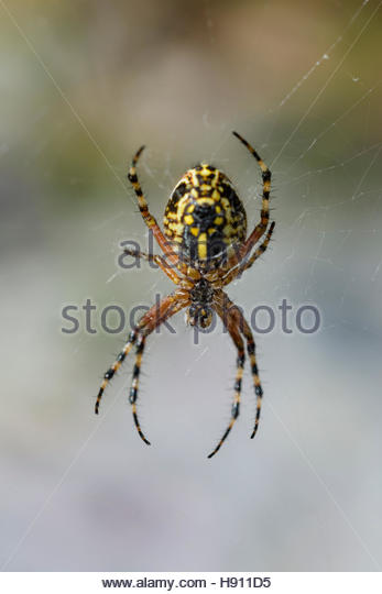 Oak Spider Stock Photos & Oak Spider Stock Images.