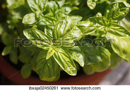 Stock Photography of Basil (Ocimum basilicum) ibxaja02450261.