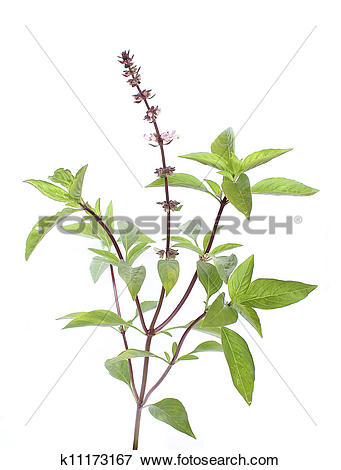 Picture of Ocimum sanctum k11173167.