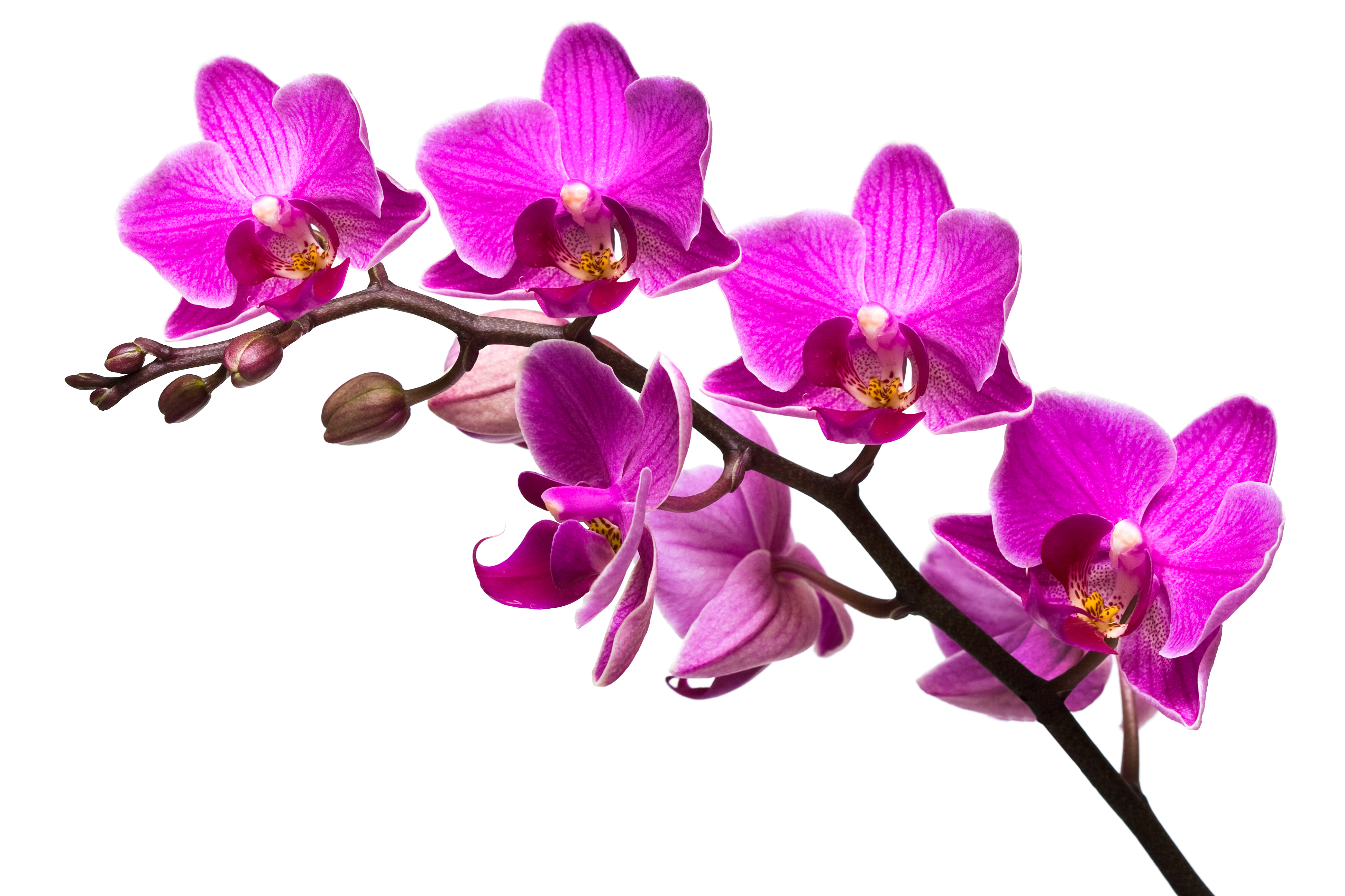 Free Pink Orchid Cliparts, Download Free Clip Art, Free Clip.