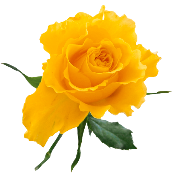 Similiar Yellow Rose Graphics Keywords.