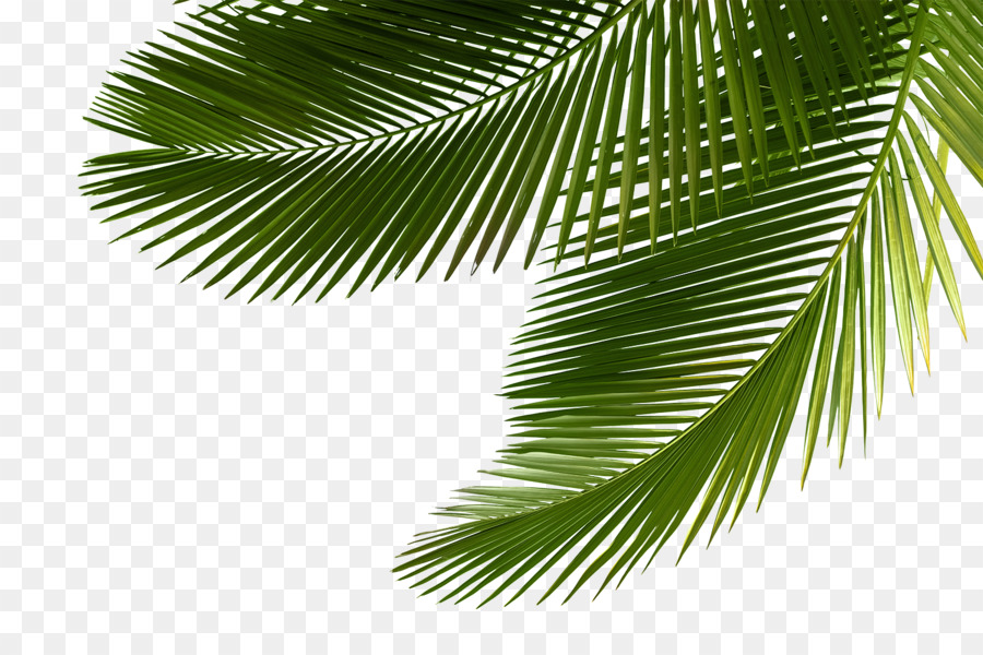 Palm Png (94+ images in Collection) Page 2.