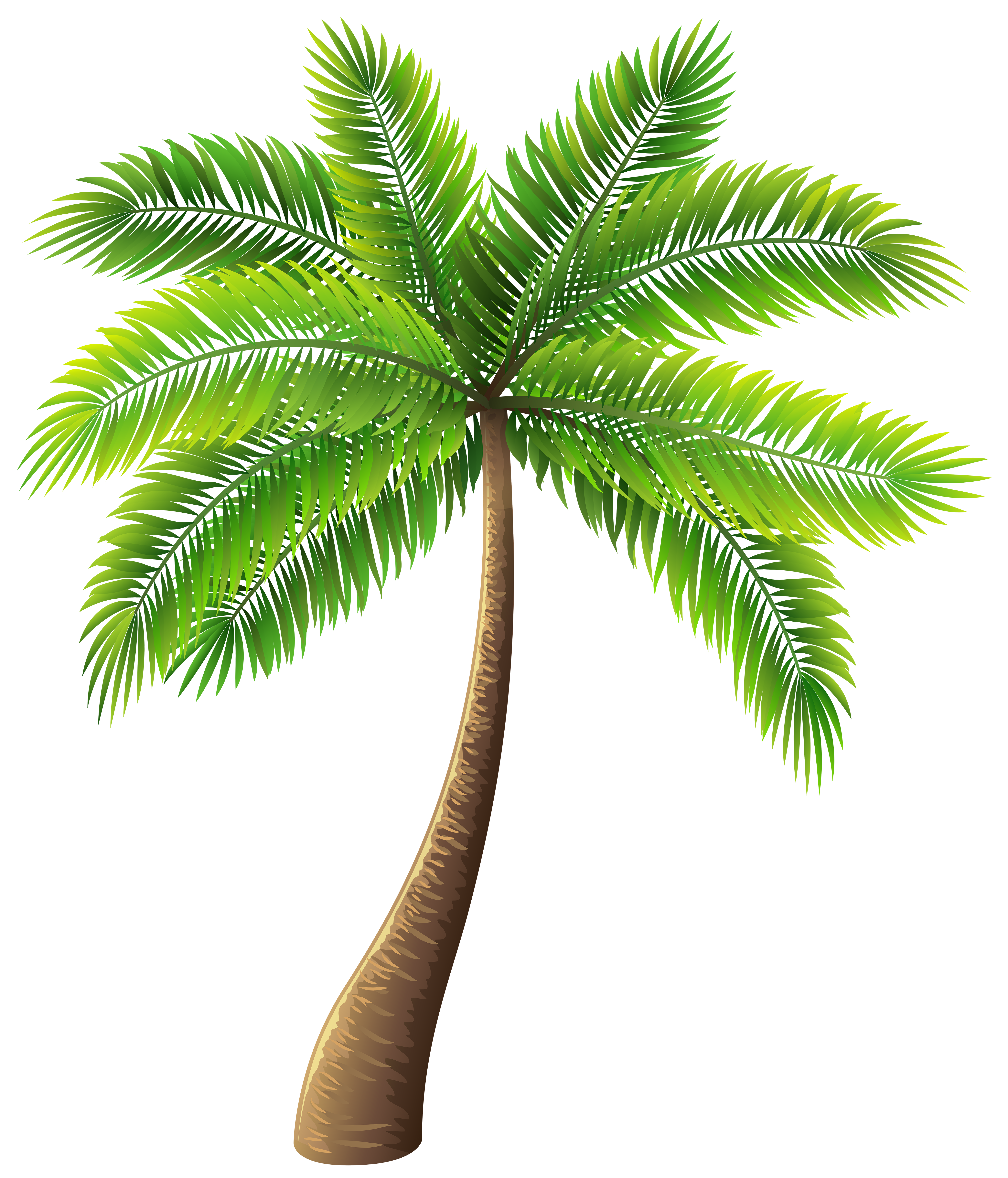 Palm Tree PNG Clip Art.