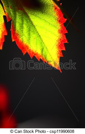 Stock Photography of Japanese creeper, Boston ivy, Grape ivy.