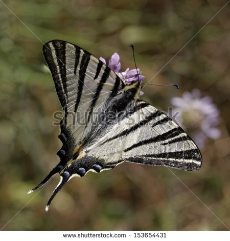 butterfly Southern Swallowtail" Stock Photos, Royalty.