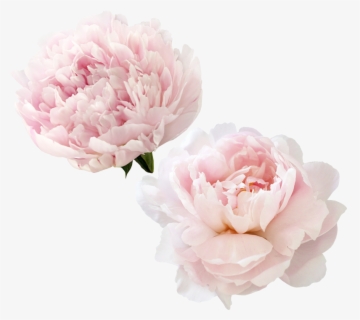 Free Peony Clip Art with No Background.