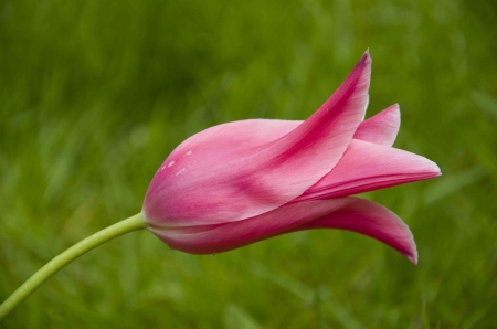 Pink tulip.