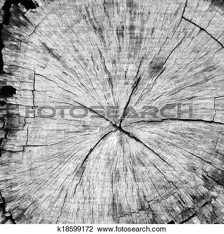 Stock Photo of Cross section of pine tree k18599172.