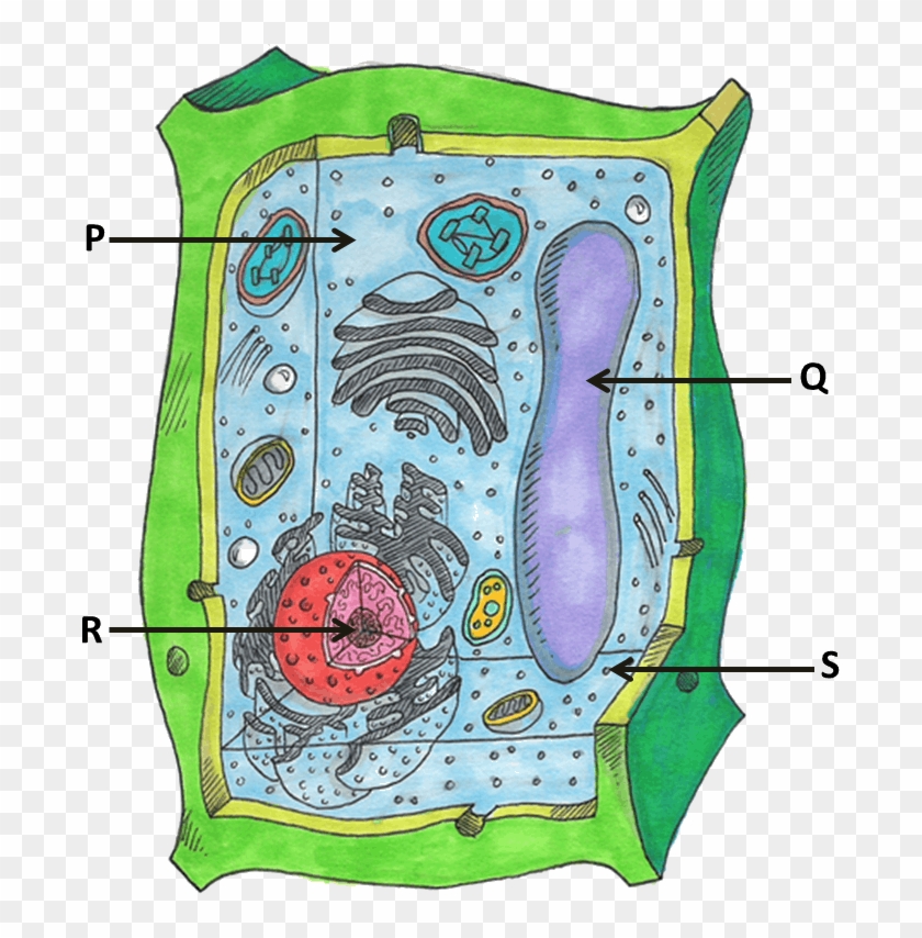 Image Showing Parts Of Plant Cells.