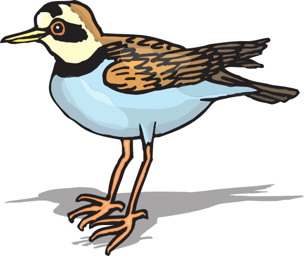 Plover Clip Art at Clker.com.