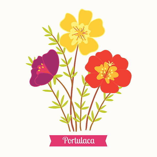 Purslane Clip Art, Vector Images & Illustrations.