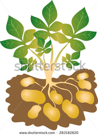 Potato Plant Stock Photos, Royalty.