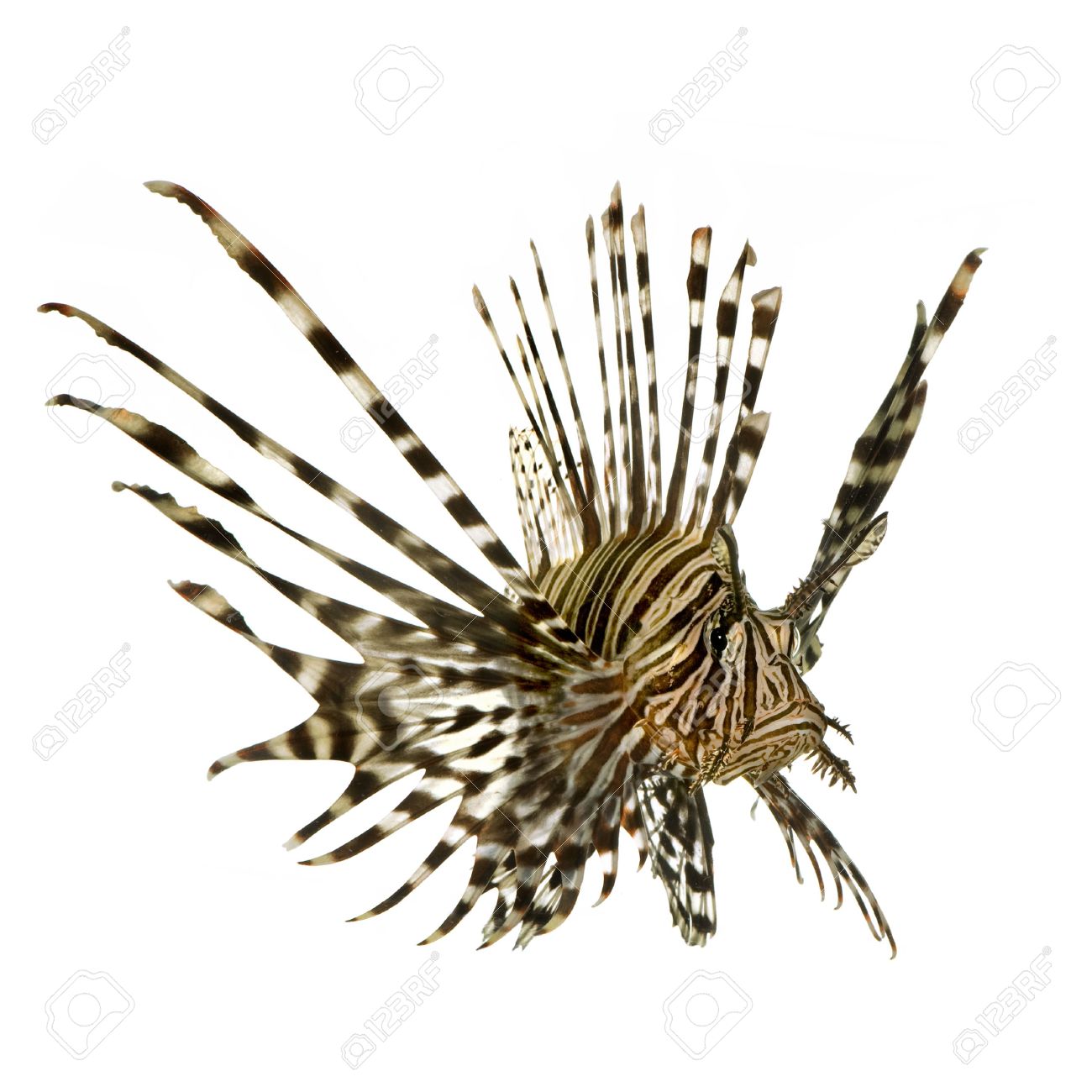 Red Lionfish.