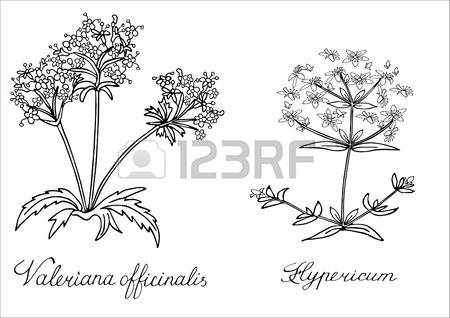 173 St John S Wort Stock Vector Illustration And Royalty Free St.