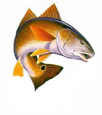 Man Fishing With Pole Redfish Clipart.