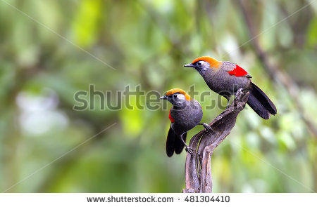 Laughingthrush Banco de imágenes. Fotos y vectores libres de.