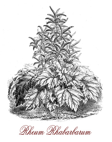 Rheum Rhabarbarum Or Rhubarb, Botanical Vintage Engraving Clip Art.