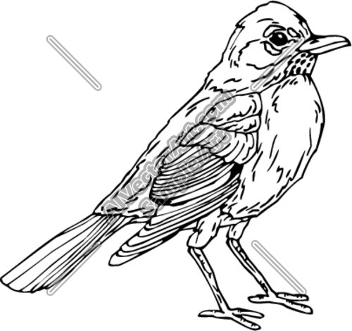 Best Robin Clipart #19320.