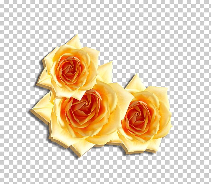 Beach Rose Flower Computer File PNG, Clipart, Beach Rose.