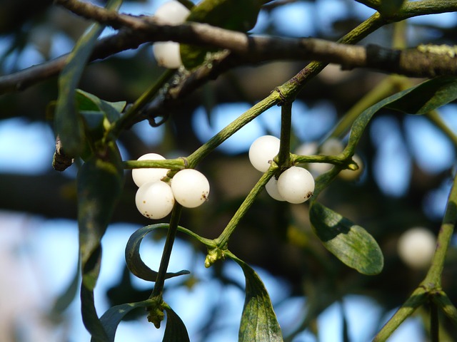 Free photo Halbschmarotzer Mistletoe Viscum Sandalwood Crop.