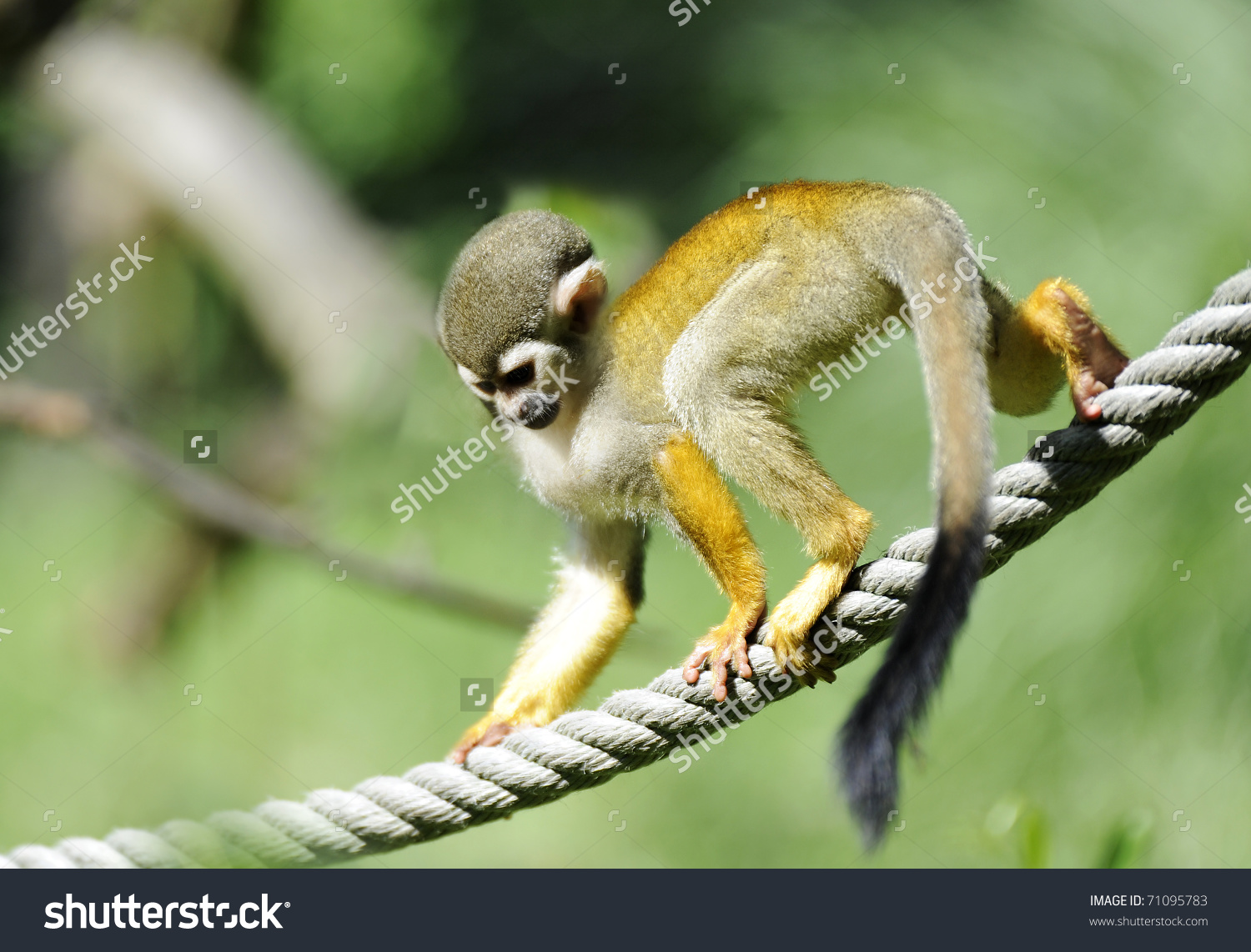 Common Squirrel Monkey Saimiri Sciureus On Stock Photo 71095783.