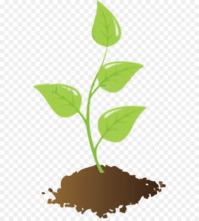 Seedling PNG.