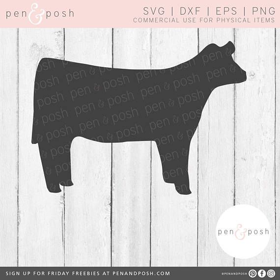 Show Heifer SVG Show Cattle SVG Cow SVG Heifer Clipart.