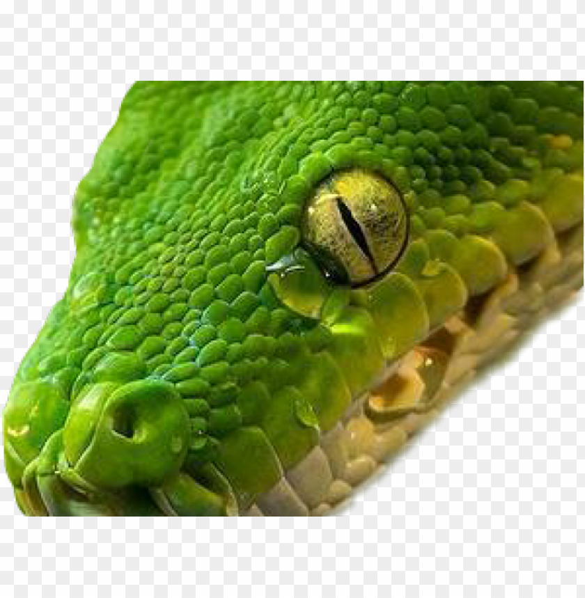 smooth green snake clipart lip.